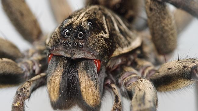 The average human being normally does not swallow any spiders in their lifetime, contrary to popular belief of eight spiders per year. <a href="http://insects.about.com/od/insectfolklore/qt/spiders-swallowed-while-asleep.htm" target="_blank">Source</a>.
