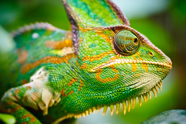 Chameleons change color because of mood, temperature, light, and for communication purposes, not primarily for camouflage. <a href="http://www.scientificamerican.com/article/chameleons-talk-tough-by-changing-colors/" target="_blank">Source</a>.