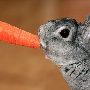 Carrots are bad for rabbits. The misconception that rabbits loved them started with the popularity of Bugs Bunny cartoons. <a href="http://www.hlntv.com/article/2012/06/25/carrots-bad-rabbits-and-bunnies-rspca" target="_blank">Source</a>.