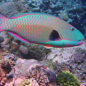 The Parrot Fish eats coral and poops sand. This has led to creation for many small islands and beaches of the Caribbean. <a href="https://en.wikipedia.org/wiki/Parrotfish#Feeding" target="_blank">Source</a>.