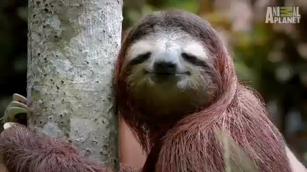 Sloths only poop once a week and its called the poo dance. <a href="https://www.youtube.com/watch?v=1x5tjPWwABc&feature=youtu.be" target="_blank">Source</a>.