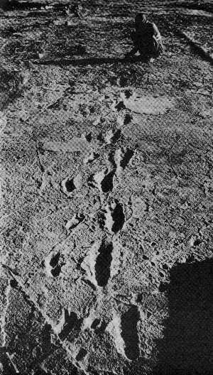 The 3.6 million year old Laetoli footprints, one of the most important finds concerning Human evolution and evidence of upright bipedal walking, was discovered by Paleoanthropologist Andrew Hill when he dove into the ground in the middle of an elephant dung fight with his colleague. <a href="http://www.pbs.org/wgbh/evolution/library/07/1/l_071_03.html" target="_blank">Source</a>.