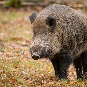 wild boar germany