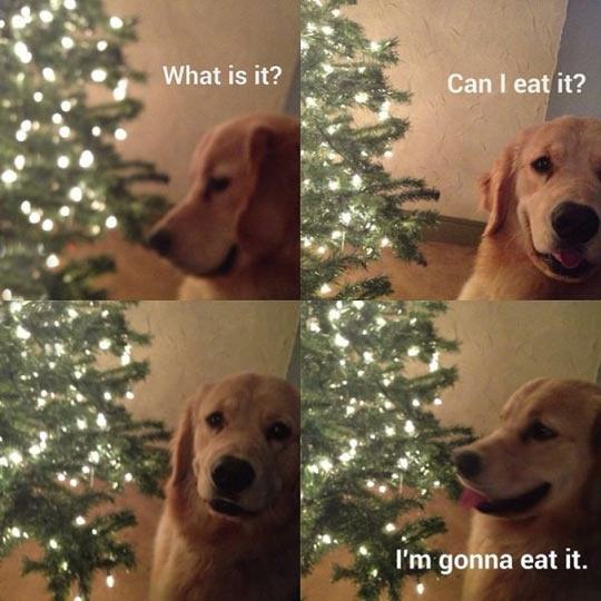 funny christmas dogs - What is it? Can I eat it? I'm gonna eat it.