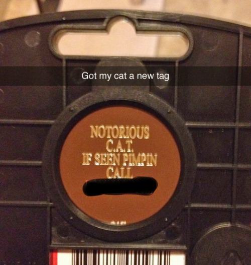 compact disc - Got my cat a new tag Notorious If Seen Pimpin