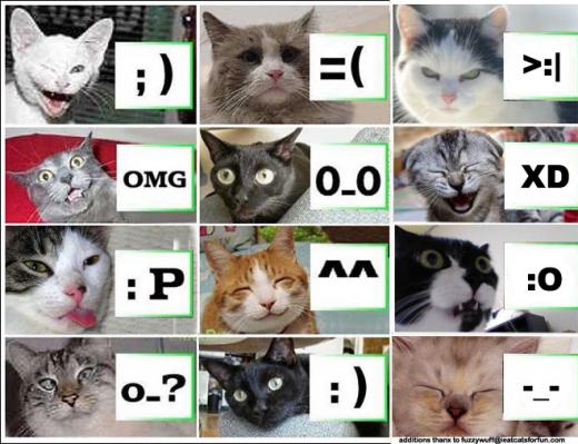 Some great emotions shown off by cats