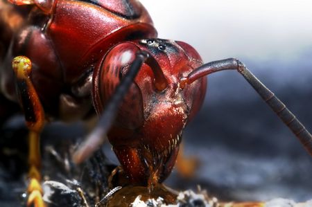 Macro Photography of Bugs
