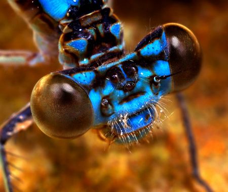 Macro Photography of Bugs