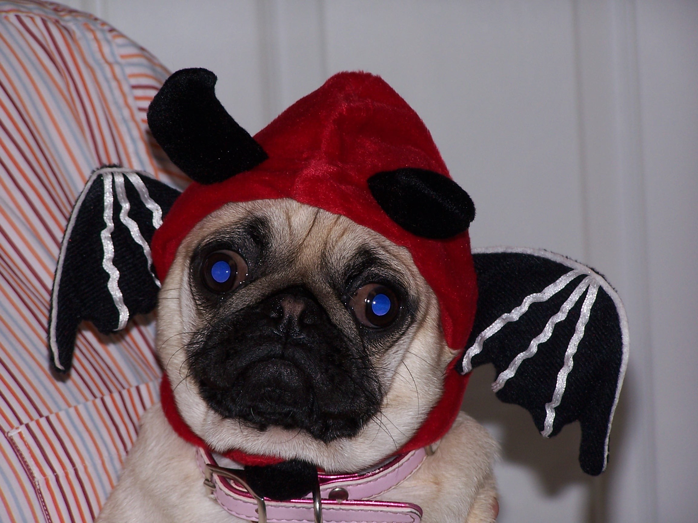 Pug in devil outfit