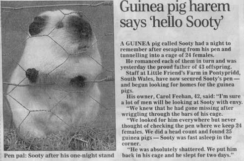 Guinea Pig escapes cage to have sexual relations with a pen of 24 lady friends.  He wakes up to find out that he is a dad of a lot of kids.  I guess he'll pay child support with cedar and pellets. 