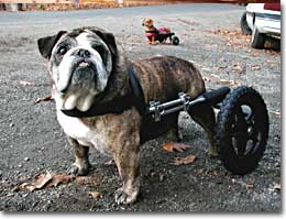Cute Handicapped Animals