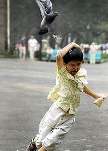 Bird attacking a boy