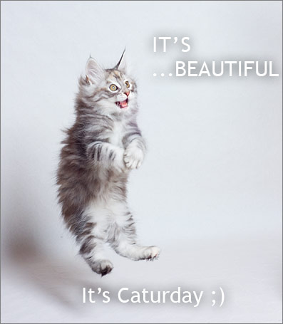 Caturday Only the Best