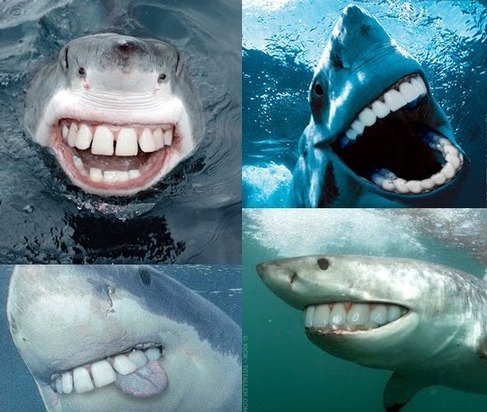 If Shark's Had Human Teeth