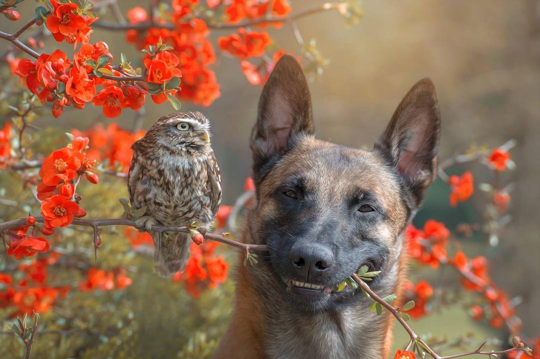 Dog and Owl Portraits
