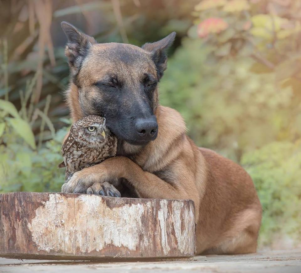 Dog and Owl Portraits