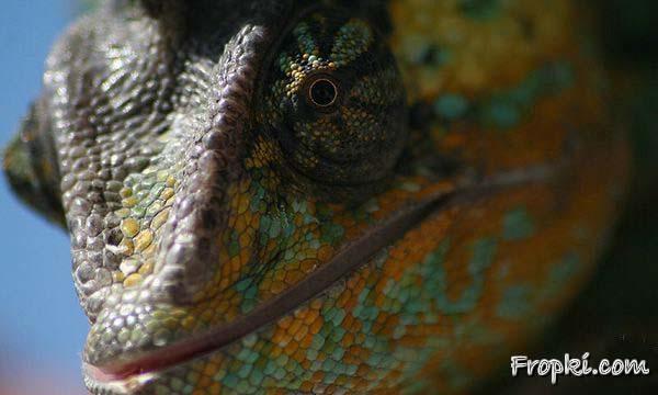 Rare Species of Chameleon