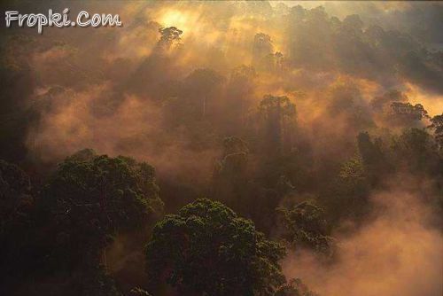 Incredible Rainforest