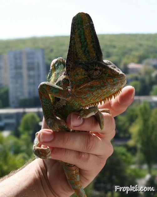 Miniature of a Dinosaur