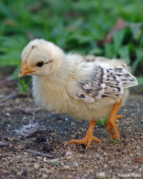 Chicken Birth
