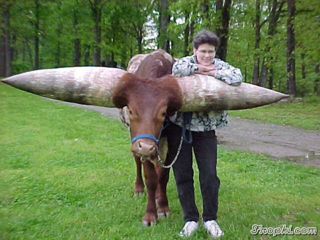Biggest Horns