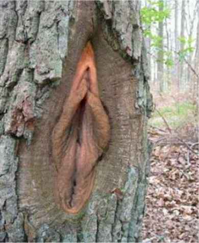 this tree has a very bizarre looking vagina on it