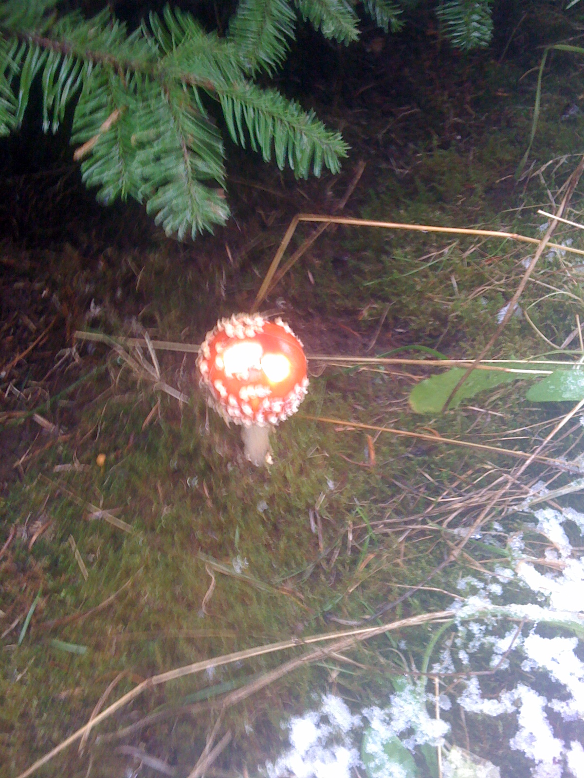 I found this while I was mushroom hunting....I did not have the balls to eat it. 