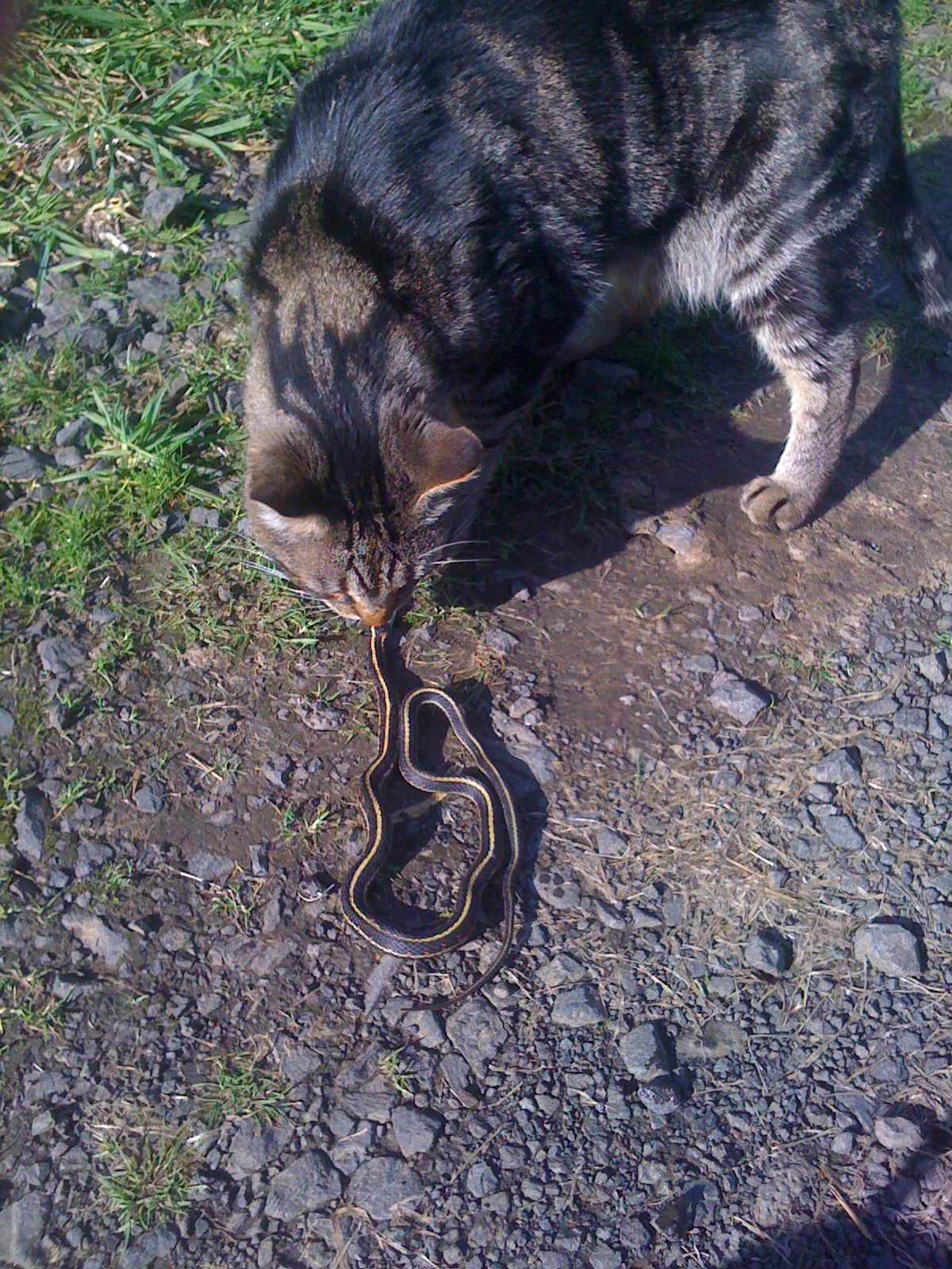 This is my kitty killing and eating a snake! 