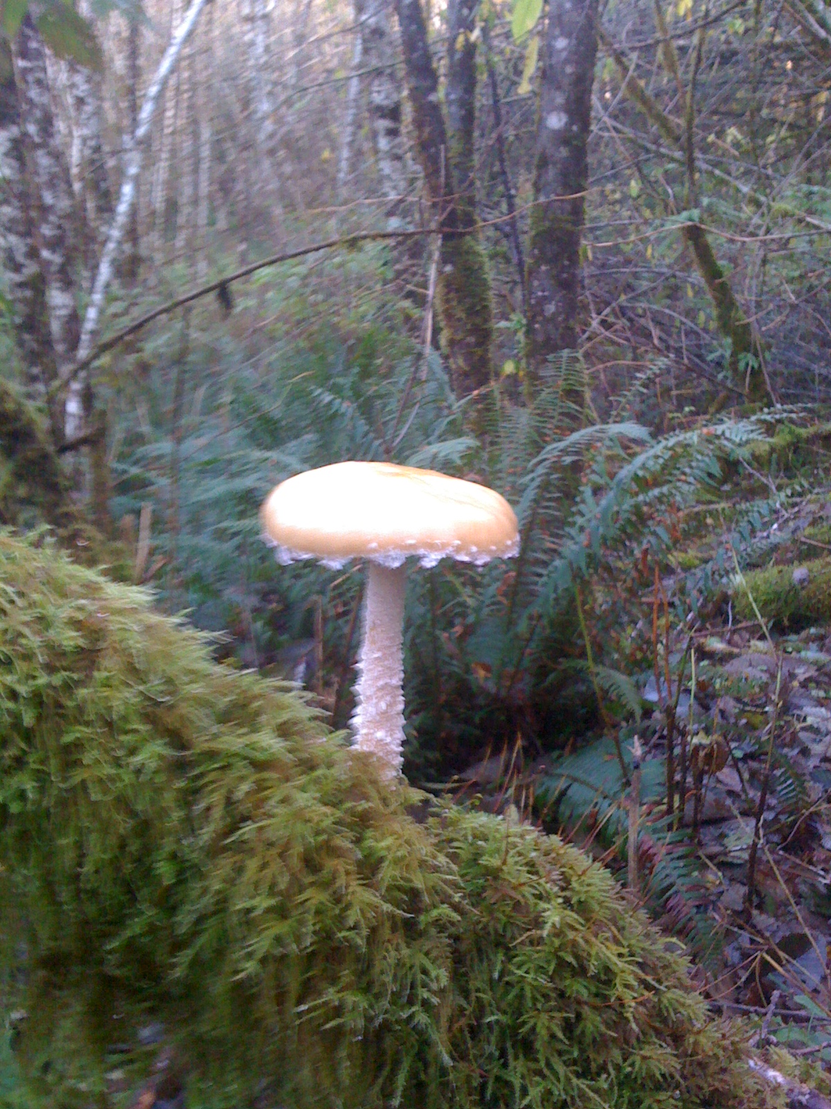 This is another awesome mushroom I found while mushroom hunting,