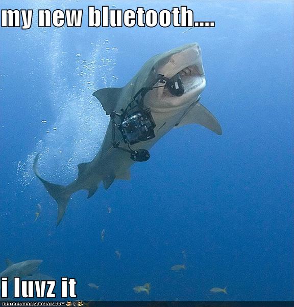 Shark Randoms