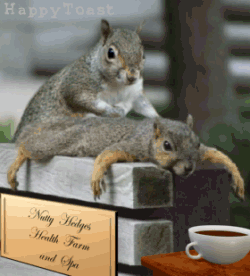 cute squirrels massaging