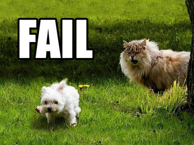 failing animals.. so cute, yet so dumb