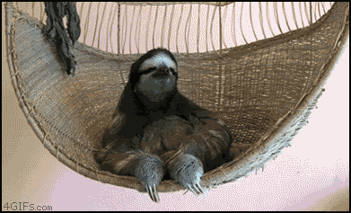 deal with it sloth - 4GIFs.com