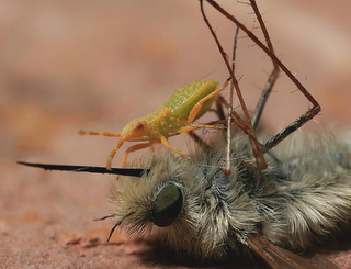 Death in the insect world