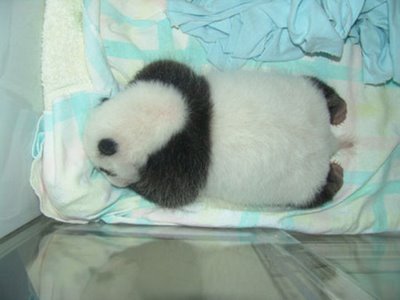 Cute Pandas!