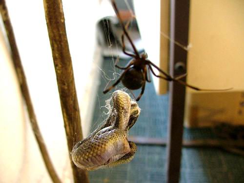 Black Widow vs Snake