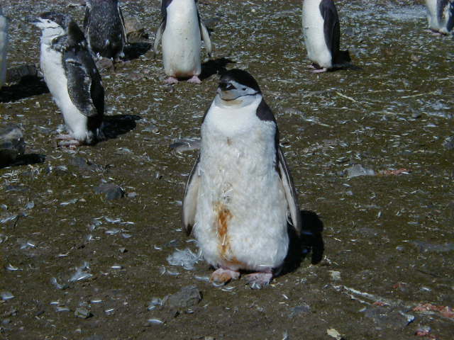 Penguin Poop.