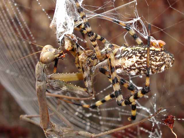 Spider Vs Mantis