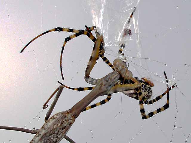 Spider Vs Mantis