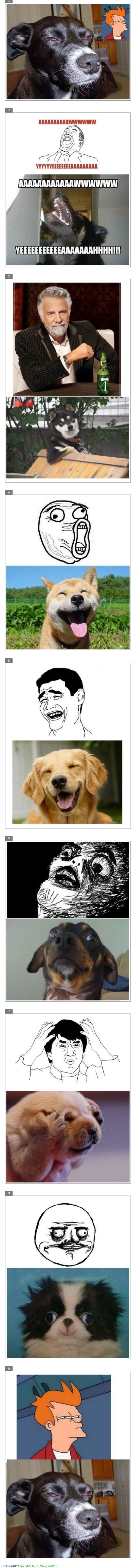 Dogs Recreating Meme Faces