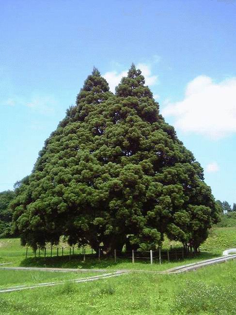 A very big tree!