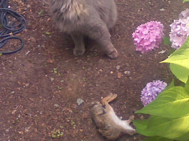 haha my friend's cat killed a baby rabbit and ate the head...LMAO