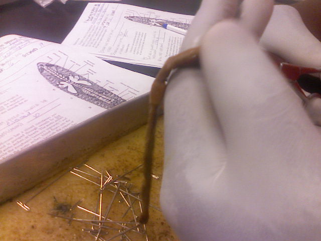 Worm Dissecting