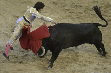 bull fight highlights
