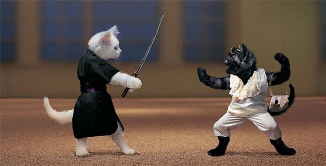 Cat Fight!!