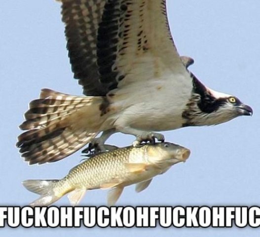 eagle with fish - Fuckohfuckohfuckohfuc