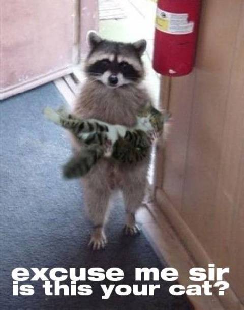 funny raccoon - cuse me sir is this your cat?