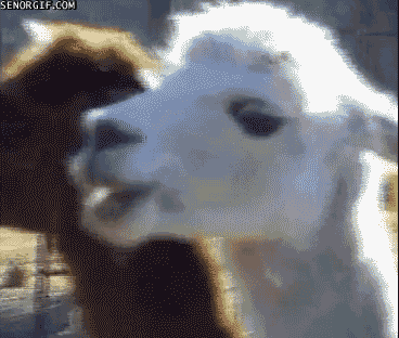 Dramatic llama