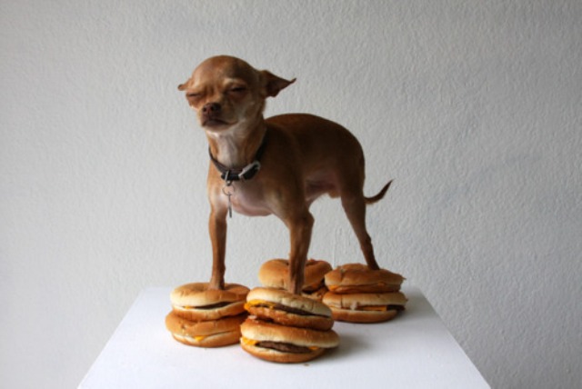angry dog protesting lolcatz: I step on ur cheeseburger!
