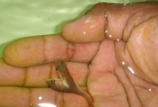 Two-Headed Fish